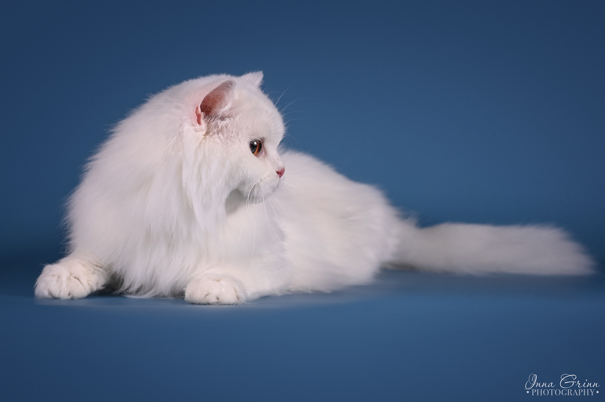 CH. QUEENA ART LALELLE